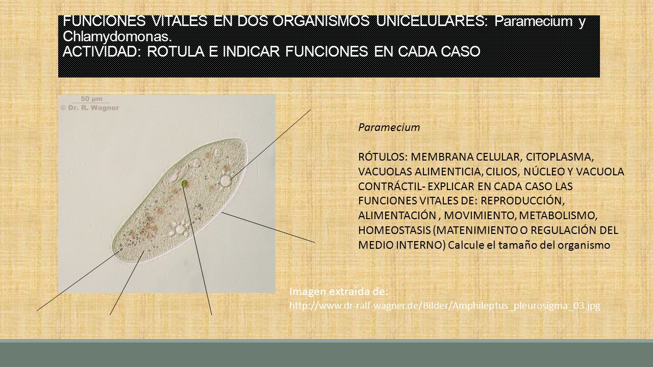 FUNCIONES VITALES EN DOS ORGANISMOS UNICELULARES: Paramecium y Chlamydomonas. ACTIVIDAD: ROTULA E INDICAR FUNCIONES EN CADA CASO