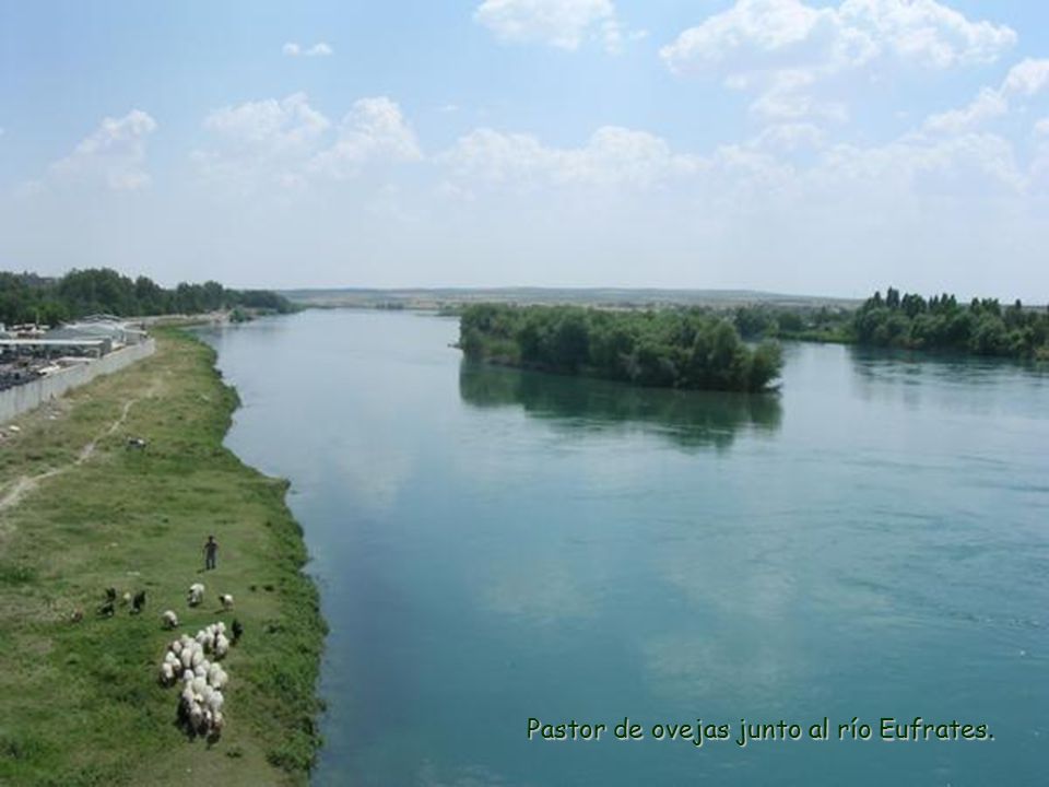 נהר חידקל Pastor de ovejas junto al río Eufrates.