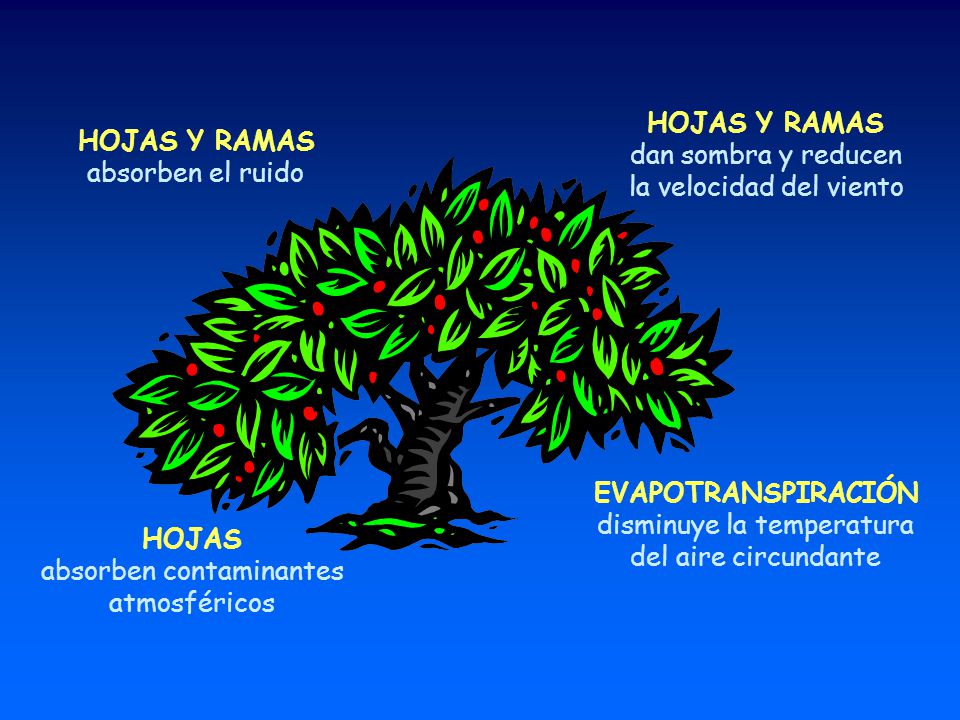 la velocidad del viento HOJAS Y RAMAS absorben el ruido