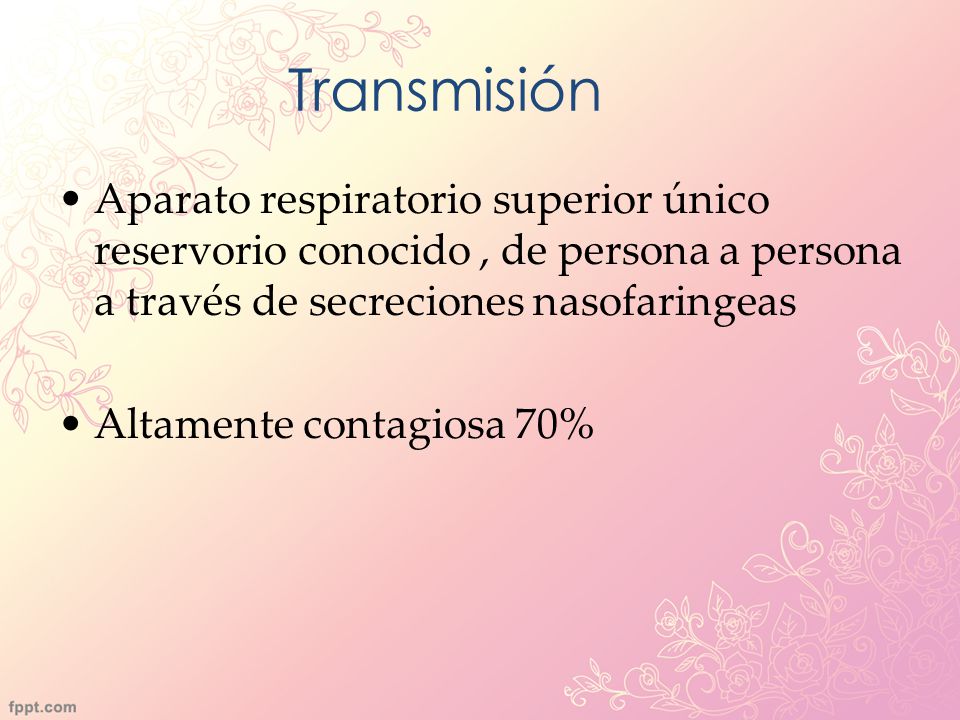 Transmisión Aparato respiratorio superior único reservorio conocido , de persona a persona a través de secreciones nasofaringeas.