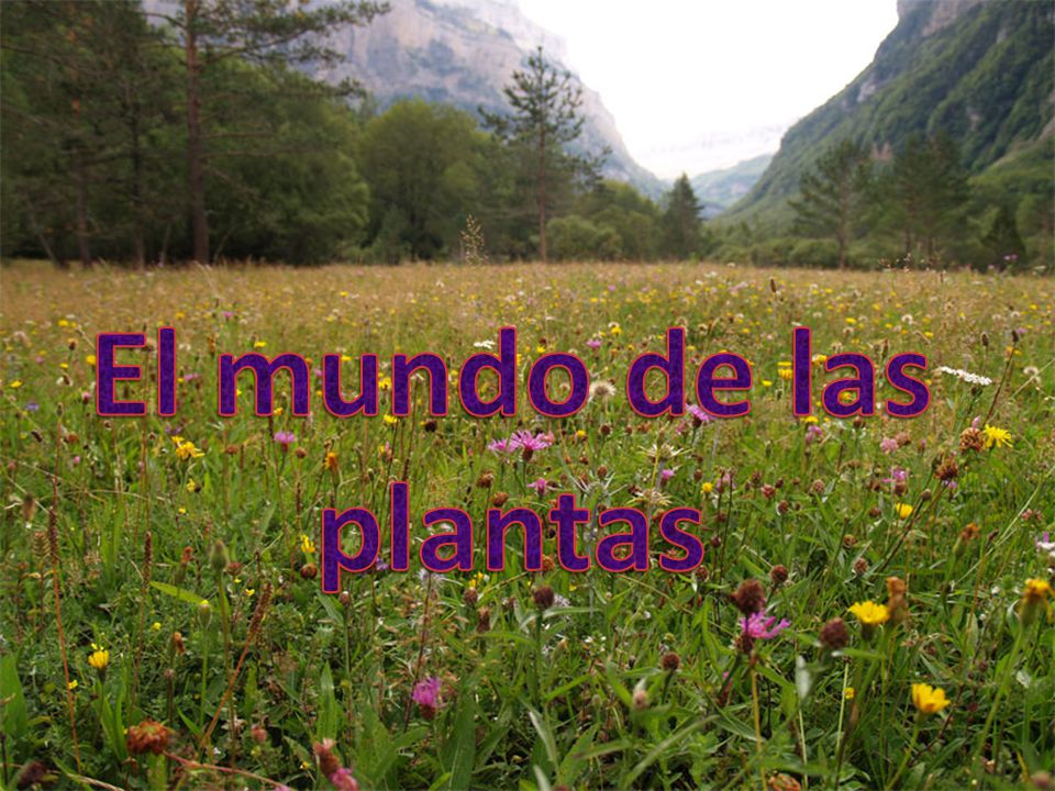 El mundo de las plantas El mundo de las plantas
