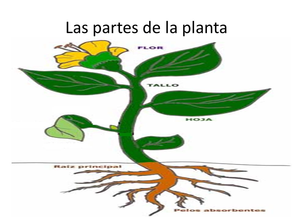 Las partes de la planta