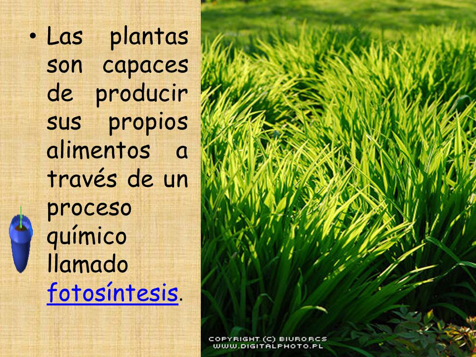Las plantas son capaces de producir sus propios alimentos a través de un proceso químico llamado fotosíntesis.