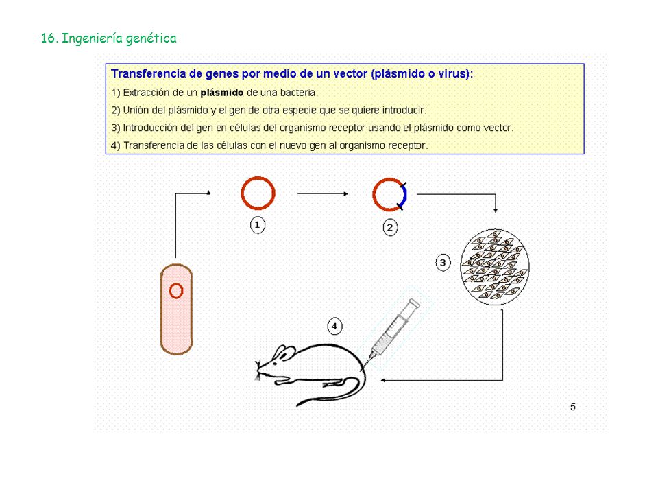 16. Ingeniería genética