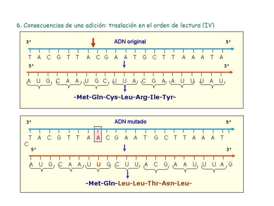 6. Consecuencias de una adición: traslación en el orden de lectura (IV)
