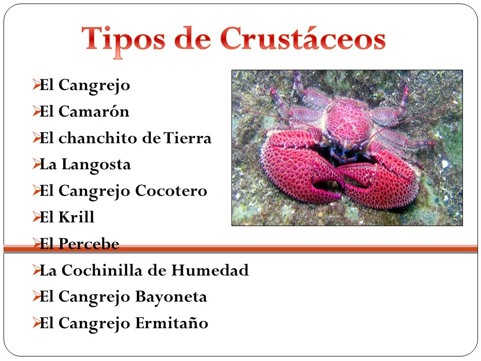 Tipos de Crustáceos El Cangrejo El Camarón El chanchito de Tierra