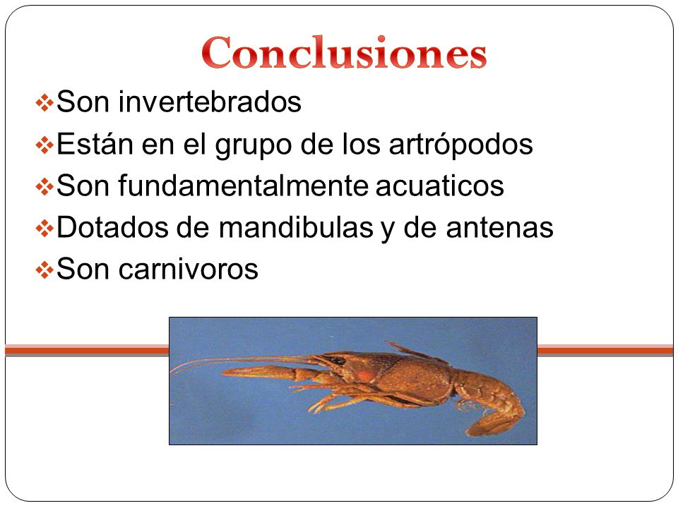 Conclusiones Son invertebrados Están en el grupo de los artrópodos