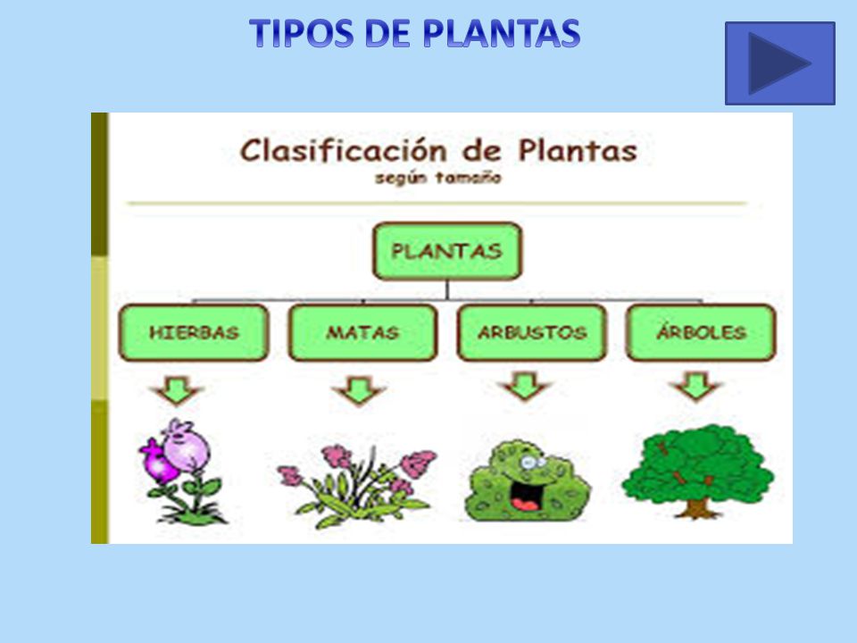 3º DE PRIMARIA Las plantas. - ppt video online descargar