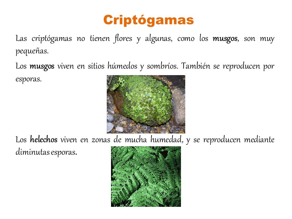 Criptógamas Las criptógamas no tienen flores y algunas, como los musgos, son muy pequeñas.
