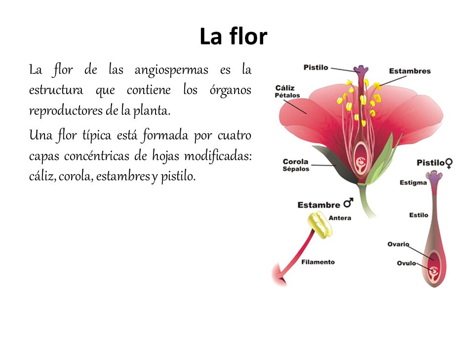 La flor La flor de las angiospermas es la estructura que contiene los órganos reproductores de la planta.