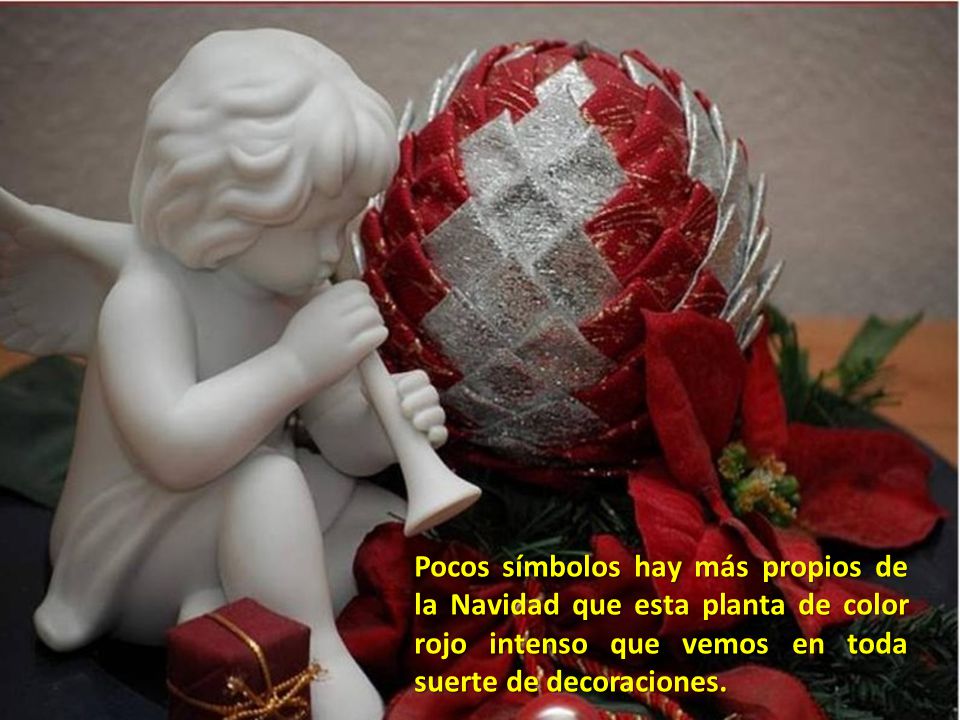 Pocos símbolos hay más propios de la Navidad que esta planta de color rojo intenso que vemos en toda suerte de decoraciones.