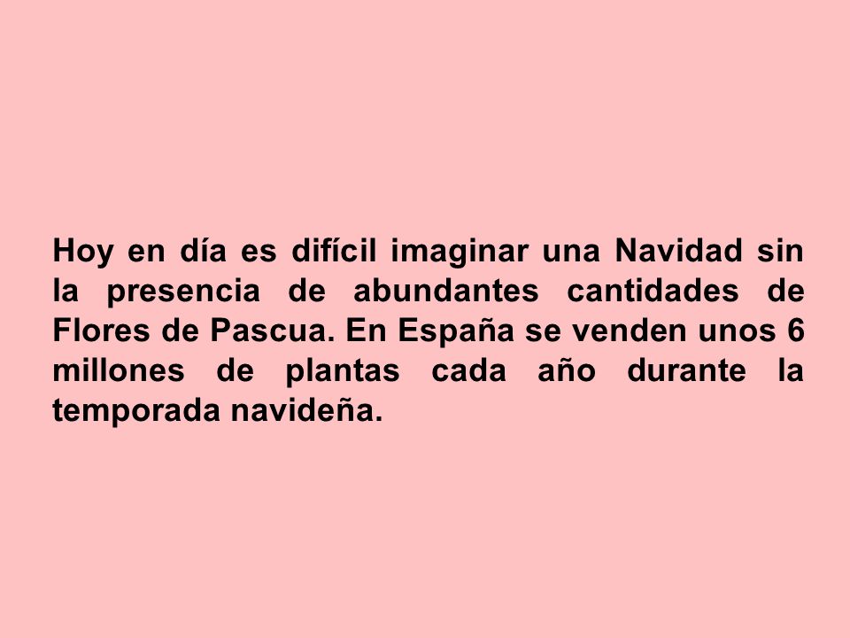 Hoy en día es difícil imaginar una Navidad sin la presencia de abundantes cantidades de Flores de Pascua.