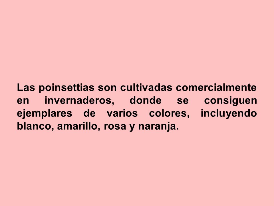 Las poinsettias son cultivadas comercialmente en invernaderos, donde se consiguen ejemplares de varios colores, incluyendo blanco, amarillo, rosa y naranja.