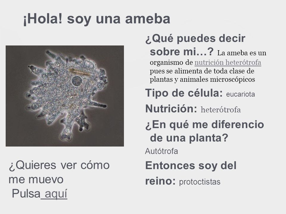 ¡Hola! soy una ameba e ¿Quieres ver cómo me muevo Pulsa aquí