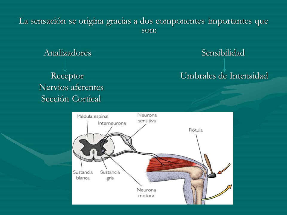 La sensación se origina gracias a dos componentes importantes que son: