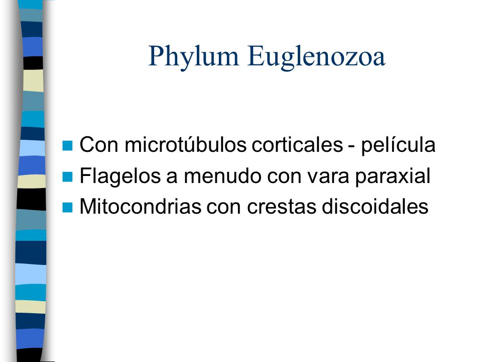 Phylum Euglenozoa Con microtúbulos corticales - película