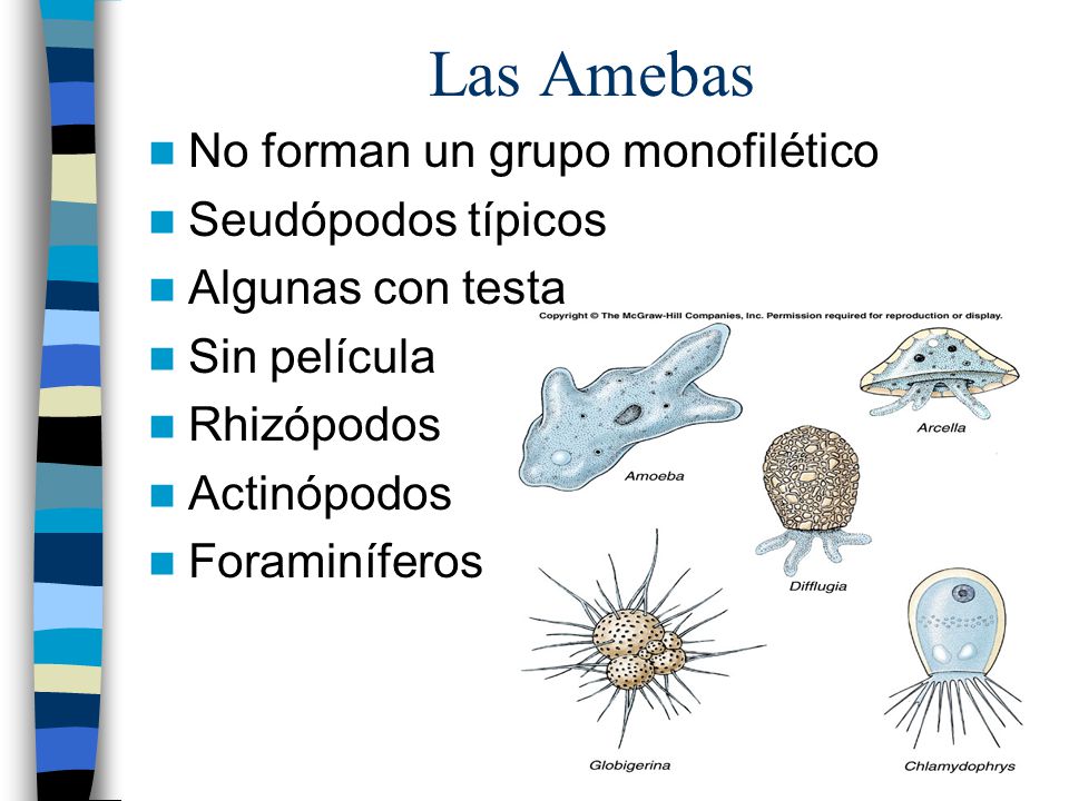 Las Amebas No forman un grupo monofilético Seudópodos típicos