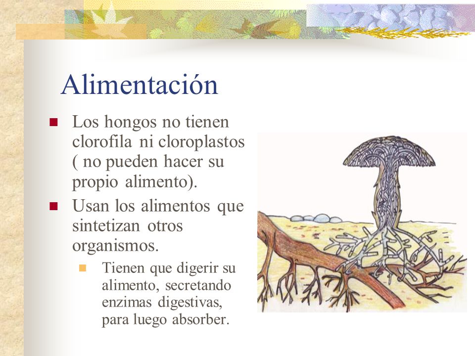 Alimentación Los hongos no tienen clorofila ni cloroplastos ( no pueden hacer su propio alimento).