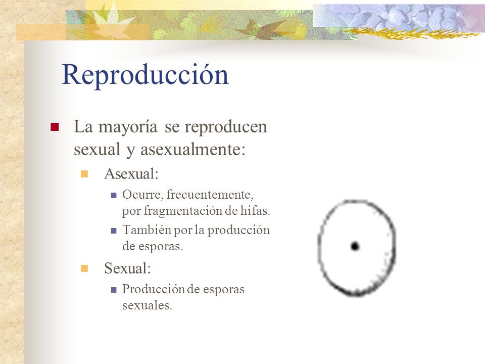 Reproducción La mayoría se reproducen sexual y asexualmente: Asexual: