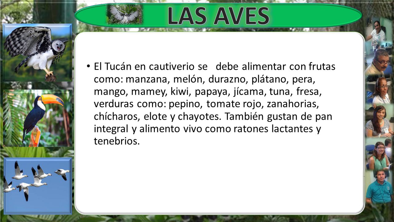El Tucán en cautiverio se debe alimentar con frutas como: manzana, melón, durazno, plátano, pera, mango, mamey, kiwi, papaya, jícama, tuna, fresa, verduras como: pepino, tomate rojo, zanahorias, chícharos, elote y chayotes.