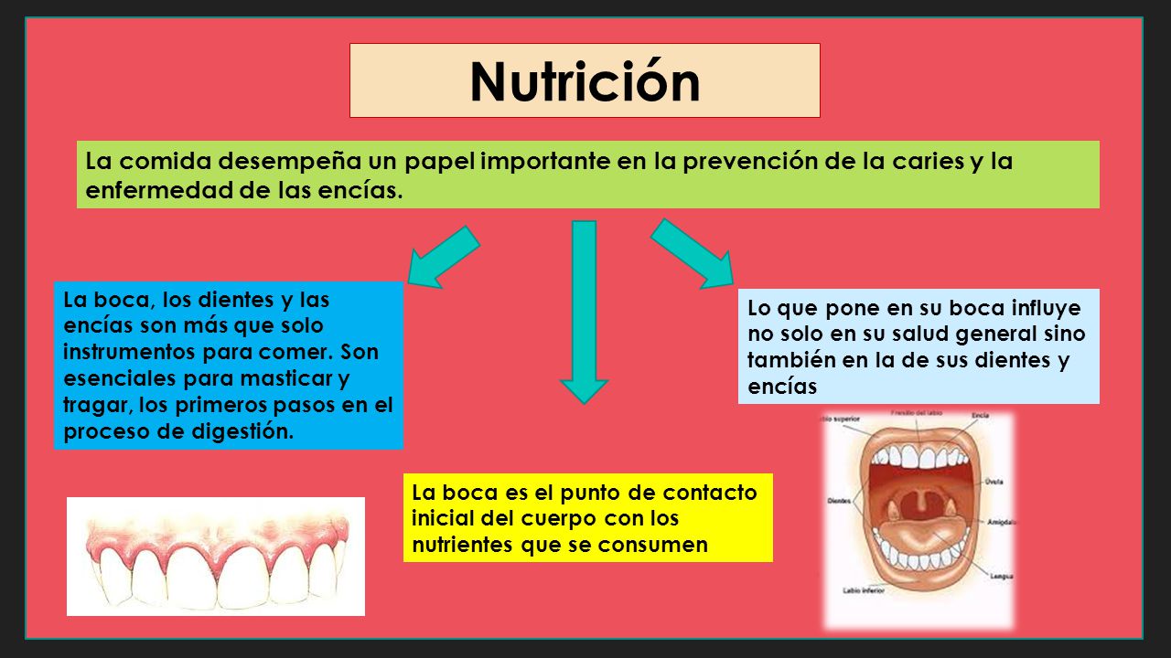 Nutrición La comida desempeña un papel importante en la prevención de la caries y la enfermedad de las encías.