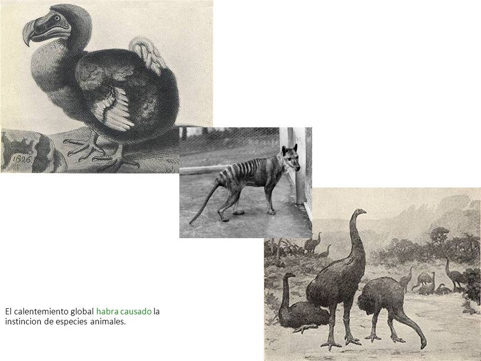 El calentemiento global habra causado la instincion de especies animales.