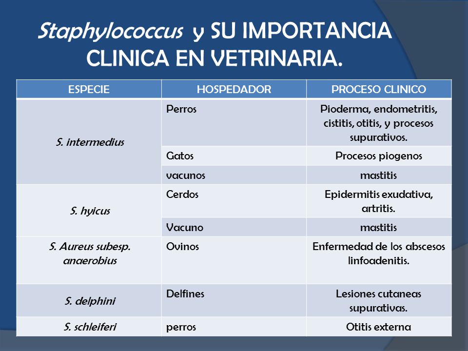 FAMILIA STAPHYLOCOCCUS - ppt descargar