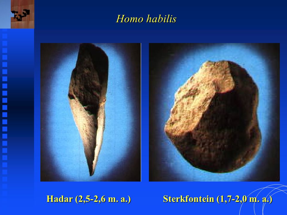 Homo habilis Hadar (2,5-2,6 m. a.) Sterkfontein (1,7-2,0 m. a.)
