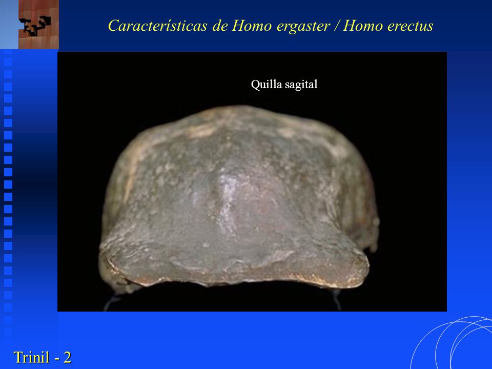 Características de Homo ergaster / Homo erectus