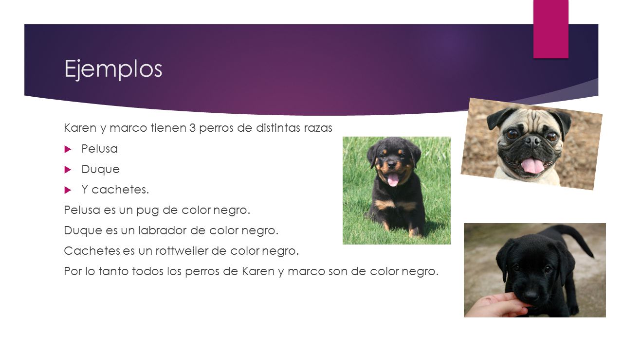 Ejemplos Karen y marco tienen 3 perros de distintas razas Pelusa Duque