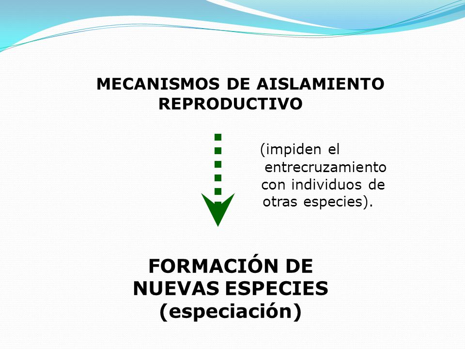 MECANISMOS DE AISLAMIENTO REPRODUCTIVO (impiden el entrecruzamiento con individuos de otras especies).