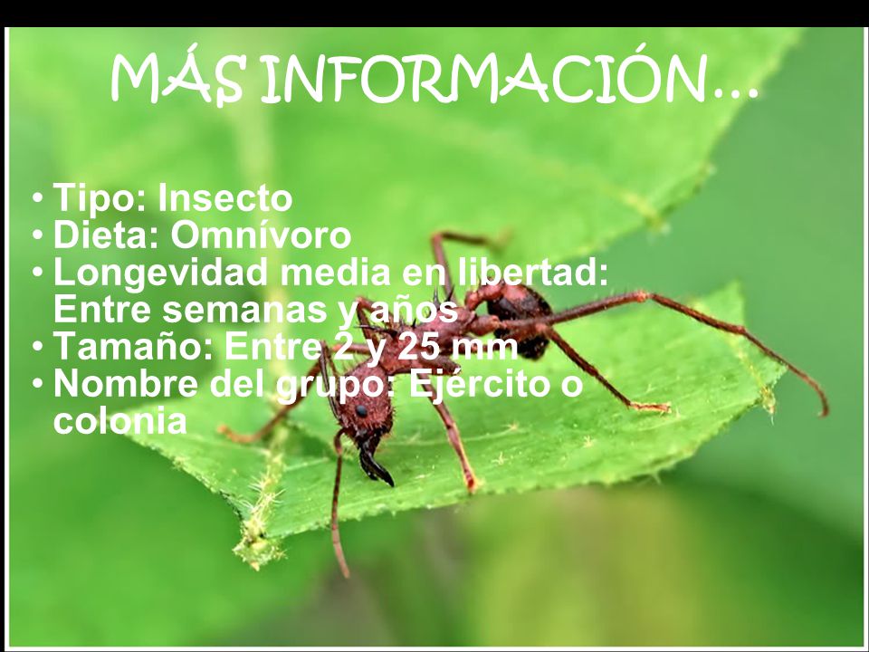 MÁS INFORMACIÓN… Tipo: Insecto Dieta: Omnívoro