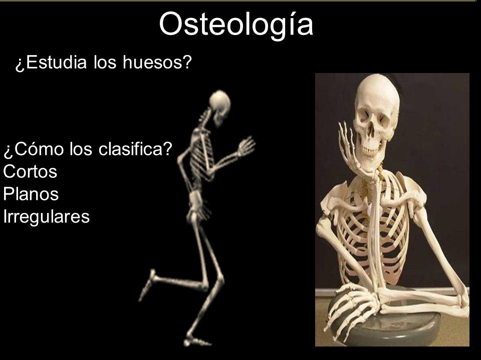 Osteología ¿Estudia los huesos ¿Cómo los clasifica Cortos Planos