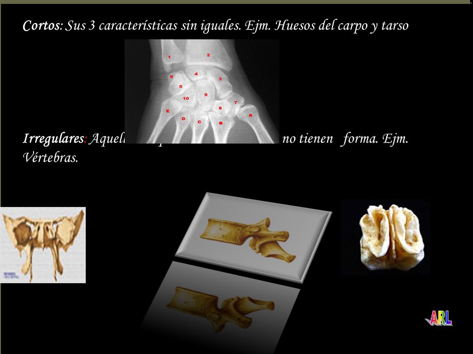 Cortos: Sus 3 características sin iguales. Ejm
