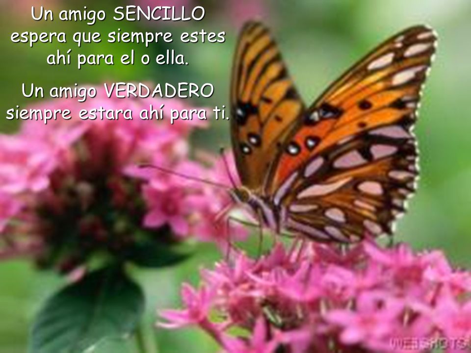 Un amigo SENCILLO espera que siempre estes ahí para el o ella.