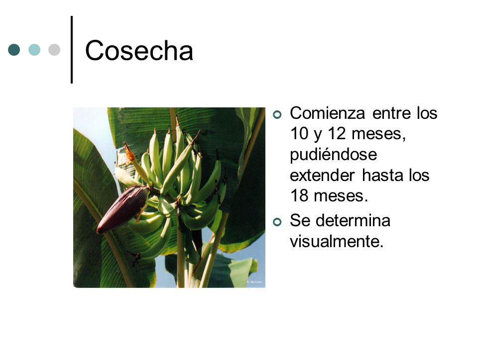 Cosecha Comienza entre los 10 y 12 meses, pudiéndose extender hasta los 18 meses.