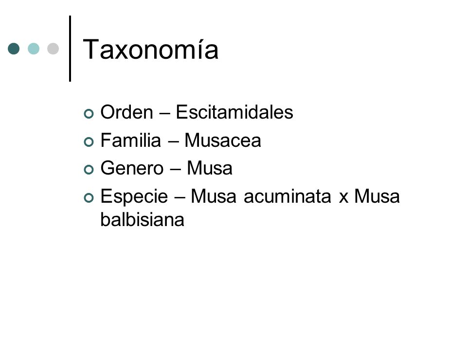 Taxonomía Orden – Escitamidales Familia – Musacea Genero – Musa