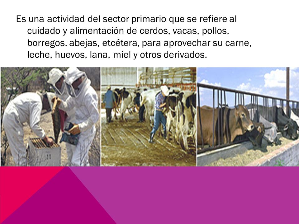 Es una actividad del sector primario que se refiere al cuidado y alimentación de cerdos, vacas, pollos, borregos, abejas, etcétera, para aprovechar su carne, leche, huevos, lana, miel y otros derivados.