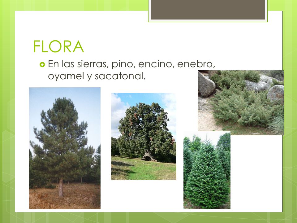 FLORA En las sierras, pino, encino, enebro, oyamel y sacatonal.