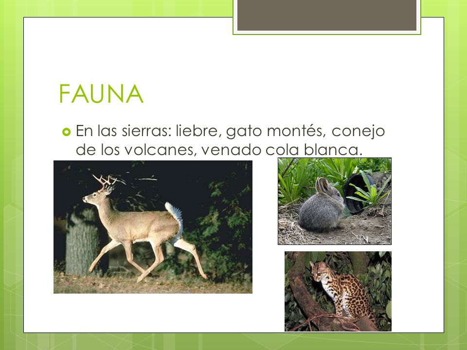 FAUNA En las sierras: liebre, gato montés, conejo de los volcanes, venado cola blanca.
