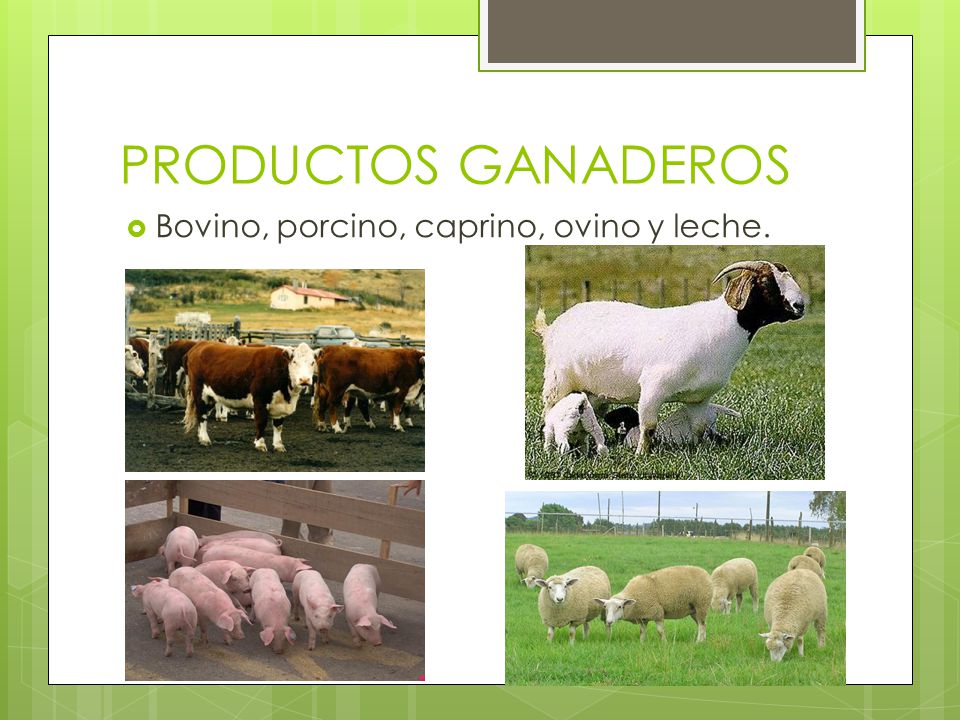 PRODUCTOS GANADEROS Bovino, porcino, caprino, ovino y leche.