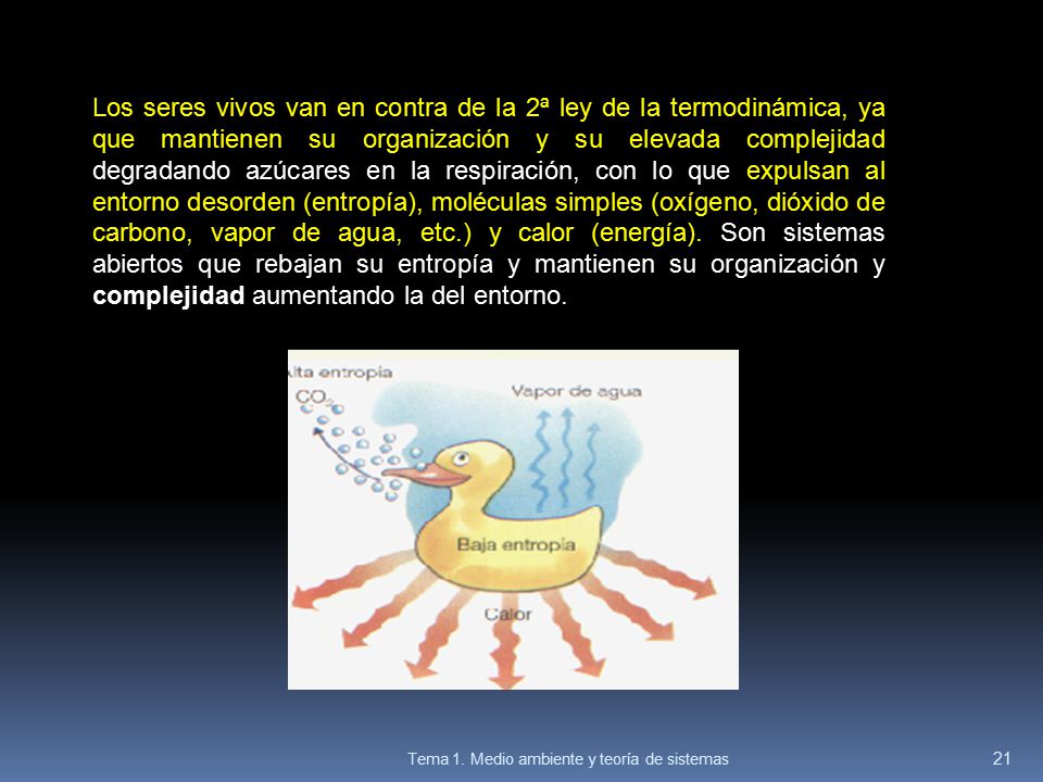Los seres vivos van en contra de la 2ª ley de la termodinámica, ya que mantienen su organización y su elevada complejidad degradando azúcares en la respiración, con lo que expulsan al entorno desorden (entropía), moléculas simples (oxígeno, dióxido de carbono, vapor de agua, etc.) y calor (energía). Son sistemas abiertos que rebajan su entropía y mantienen su organización y complejidad aumentando la del entorno.