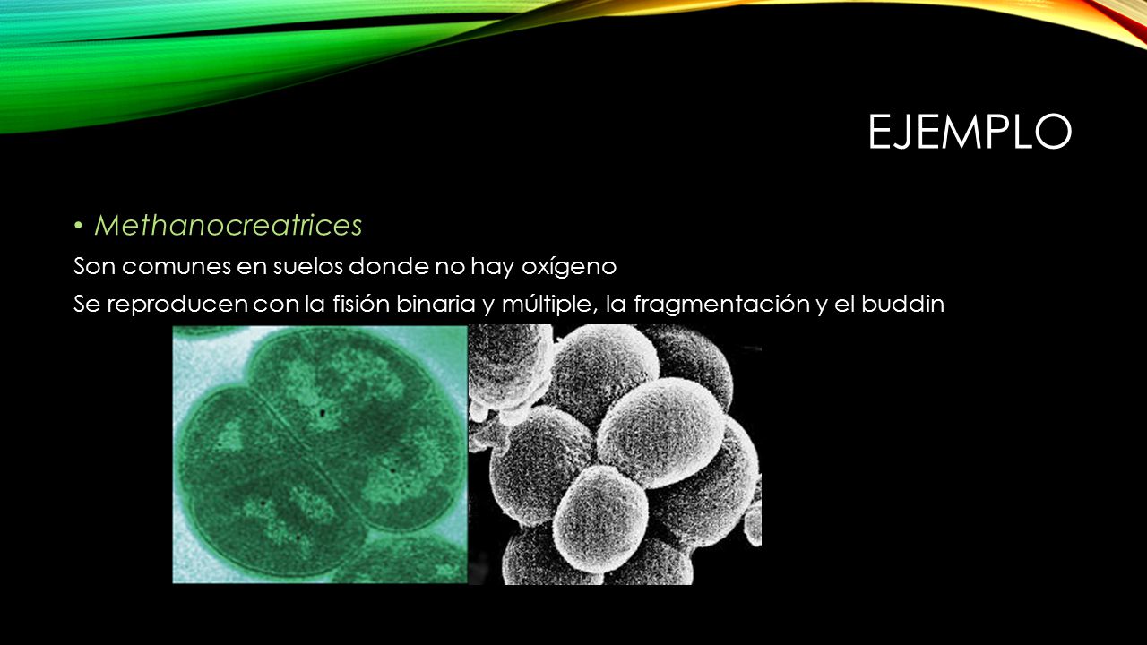 ejemplo Methanocreatrices Son comunes en suelos donde no hay oxígeno