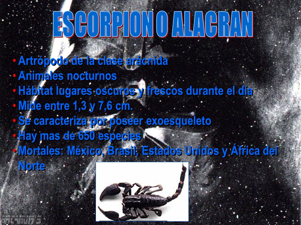 ESCORPION O ALACRAN Artrópodo de la clase arácnida Animales nocturnos