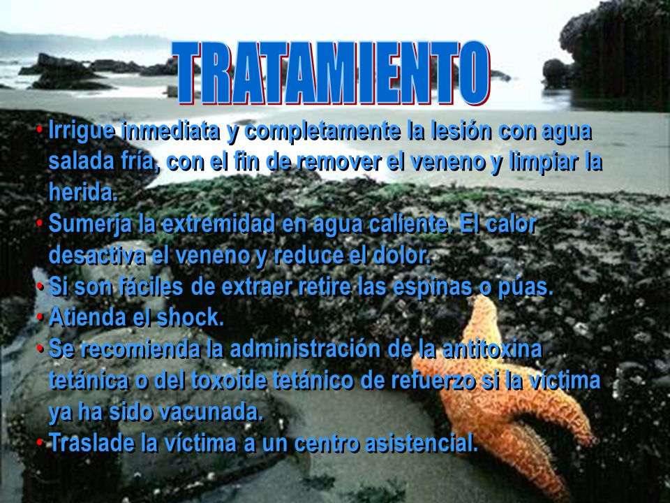 TRATAMIENTO Irrigue inmediata y completamente la lesión con agua salada fría, con el fin de remover el veneno y limpiar la herida.
