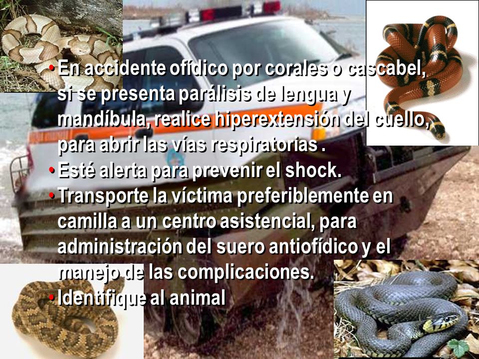 En accidente ofídico por corales o cascabel, si se presenta parálisis de lengua y mandíbula, realice hiperextensión del cuello, para abrir las vías respiratorias .