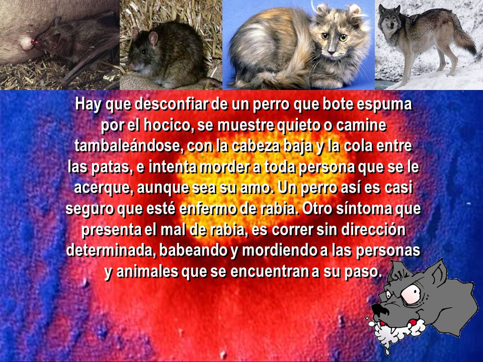 Hay que desconfiar de un perro que bote espuma por el hocico, se muestre quieto o camine tambaleándose, con la cabeza baja y la cola entre las patas, e intenta morder a toda persona que se le acerque, aunque sea su amo.