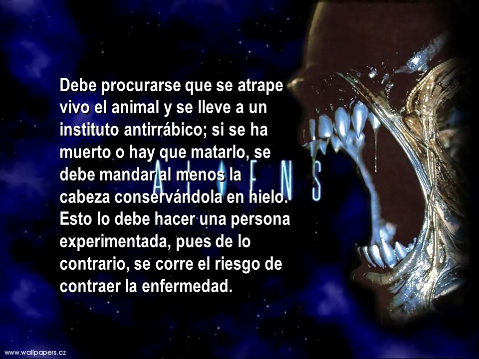 Debe procurarse que se atrape vivo el animal y se lleve a un instituto antirrábico; si se ha muerto o hay que matarlo, se debe mandar al menos la cabeza conservándola en hielo.