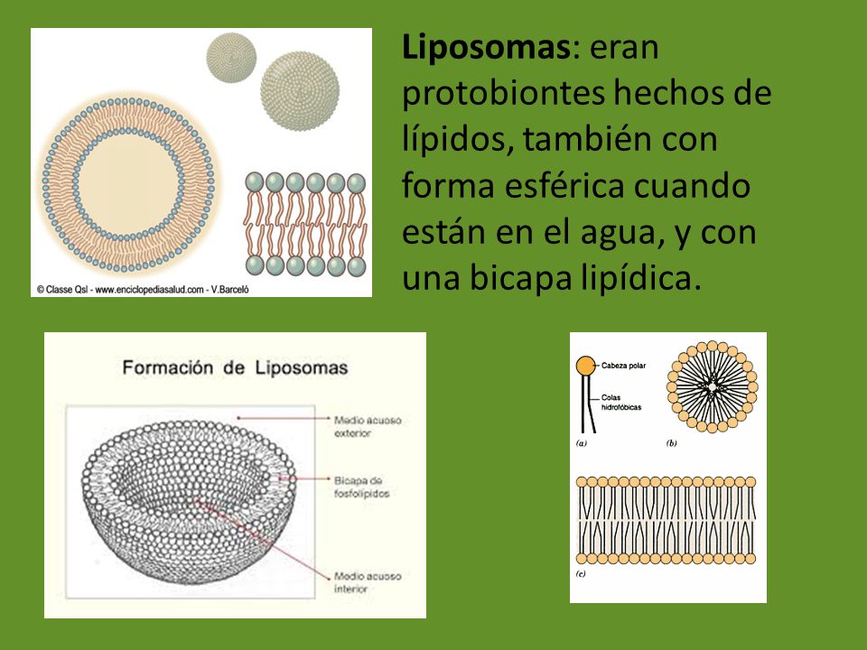 Liposomas: eran protobiontes hechos de lípidos, también con forma esférica cuando están en el agua, y con una bicapa lipídica.