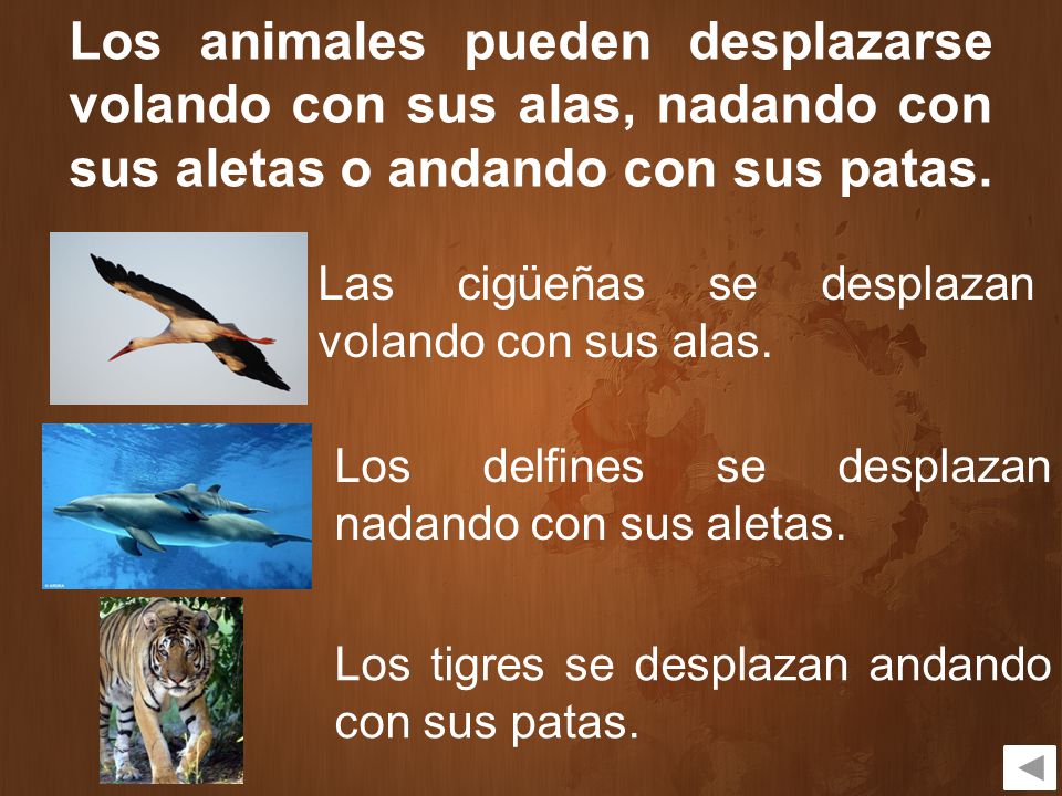Los animales pueden desplazarse volando con sus alas, nadando con sus aletas o andando con sus patas.